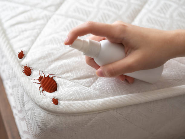 Professional Pest Control in North Potomac, MD