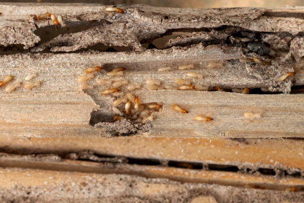 Best Insect Control  in North Potomac, MD